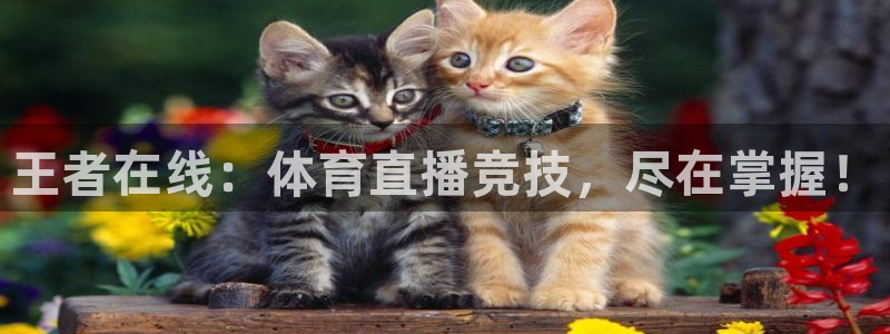 玩球直播nba：王者在线：体育直播竞技，尽在掌握！